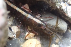 Betaeopsis aequimanus