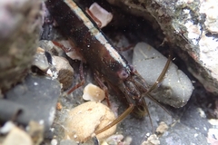 Betaeopsis aequimanus