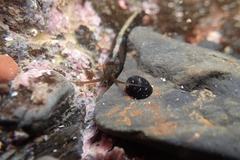 Betaeopsis aequimanus