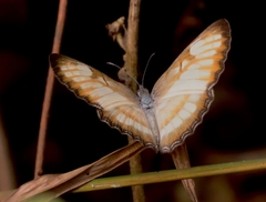 Mestra hersilia