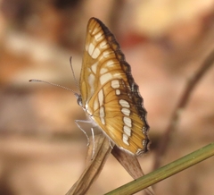 Mestra hersilia
