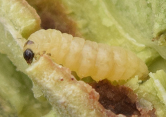 Periploca ceanothiella