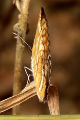 Mestra hersilia