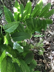 Polyscias macgillivrayi