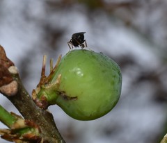 Amphibolips melanocera