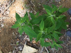 Pycnanthemum incanum