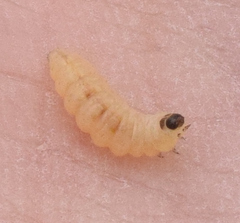 Periploca ceanothiella
