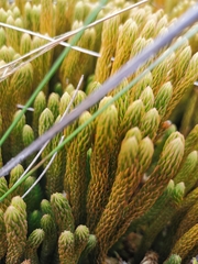 Phlegmariurus crassus