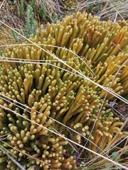 Phlegmariurus crassus