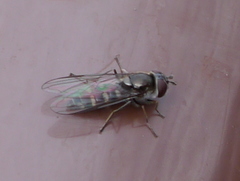 Parasyrphus