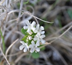 Valerianella amarella
