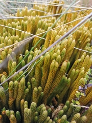 Phlegmariurus crassus