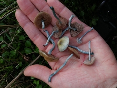 Stropharia pseudocyanea