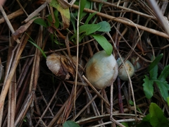 Stropharia pseudocyanea