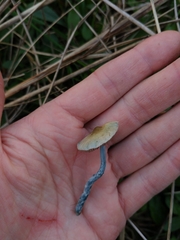 Stropharia pseudocyanea