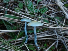 Stropharia pseudocyanea