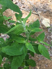 Pycnanthemum incanum