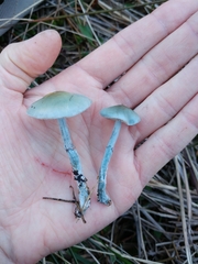 Stropharia pseudocyanea