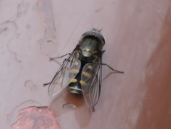 Parasyrphus