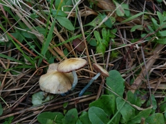 Stropharia pseudocyanea