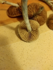 Stropharia pseudocyanea