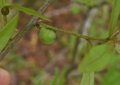 Amphibolips melanocera