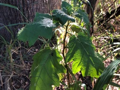 Solanum mitchellianum
