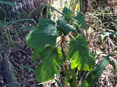 Solanum mitchellianum