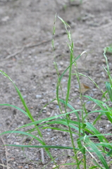Melica subulata