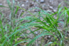 Melica subulata