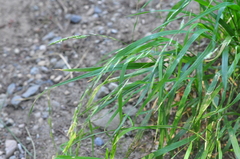 Melica subulata