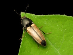 Ampedus linteus