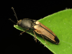 Ampedus linteus