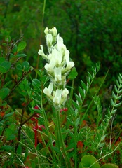 Oxytropis evenorum