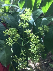 Polyscias macgillivrayi