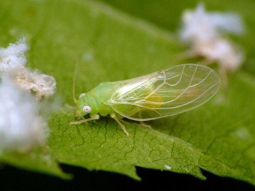 Psylla carpinicola