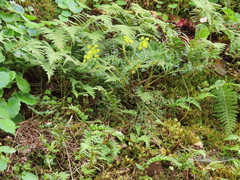 Lomatium hallii