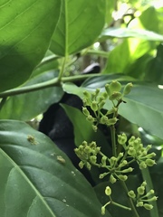 Polyscias macgillivrayi