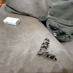 Lachlathetes moestus