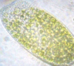 Paramecium bursaria