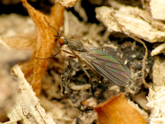 Rhamphomyia