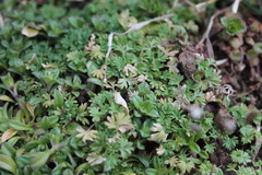 Alchemilla australis