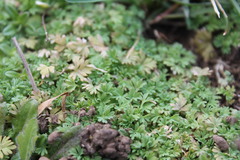 Alchemilla australis