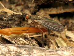 Rhamphomyia