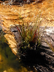Habenaria mello-barretoi