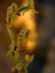 Habenaria mello-barretoi