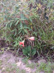 Hippeastrum striatum
