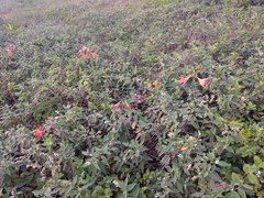 Hippeastrum striatum