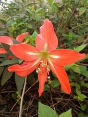 Hippeastrum striatum