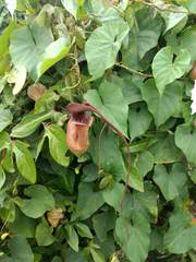 Aristolochia trilobata